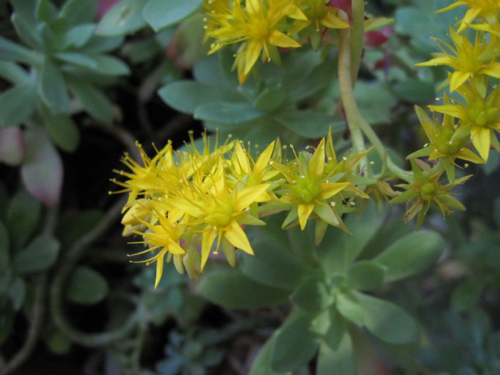 Sedum palmeri